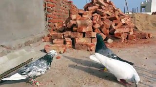 High flying pigeon frm india hyderabad mujahid