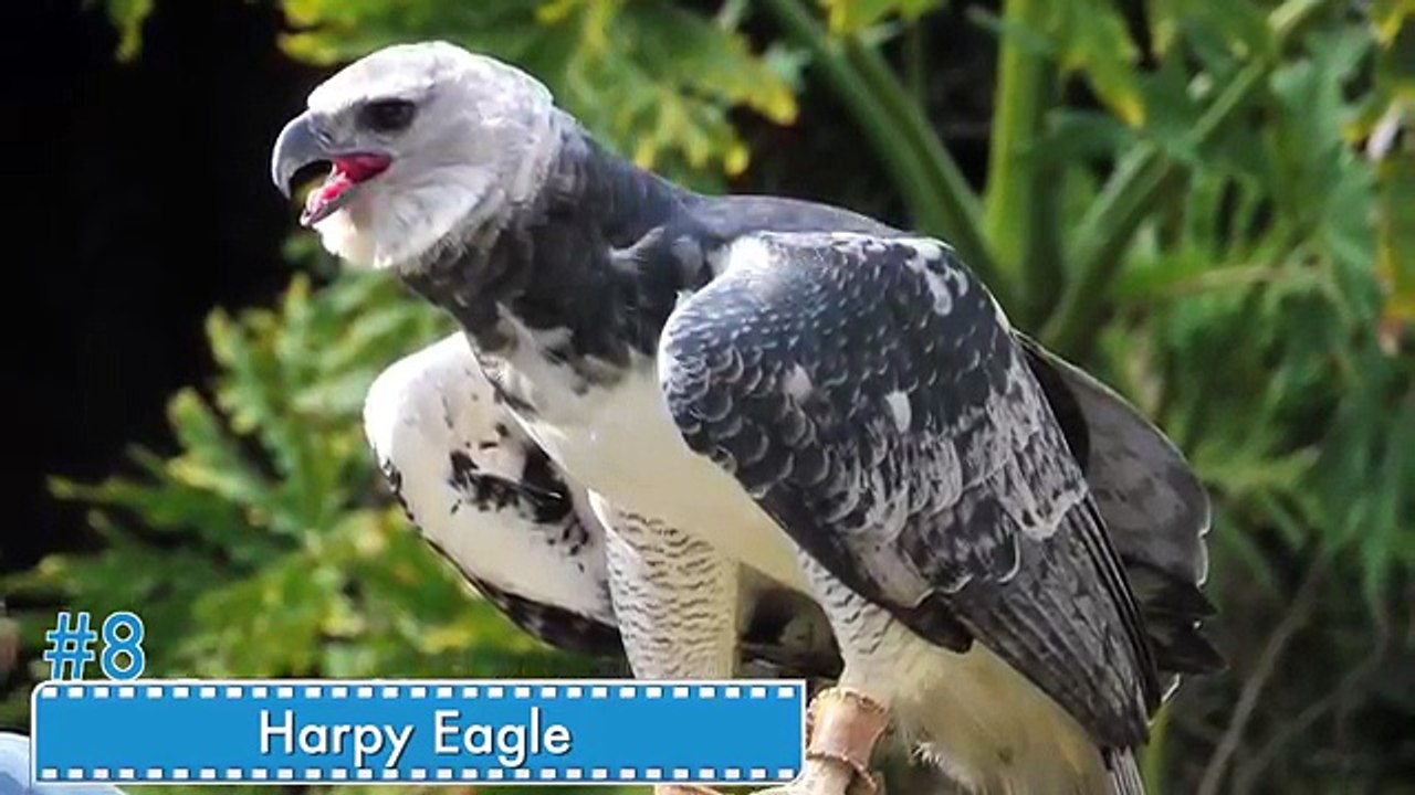 Top 10 Deadliest Birds in the World