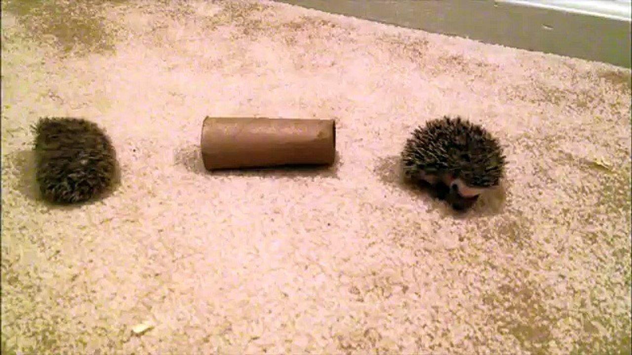 Baby Hedgehogs Playing