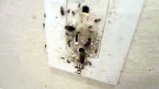 German Cockroaches Inside Wall Outlet