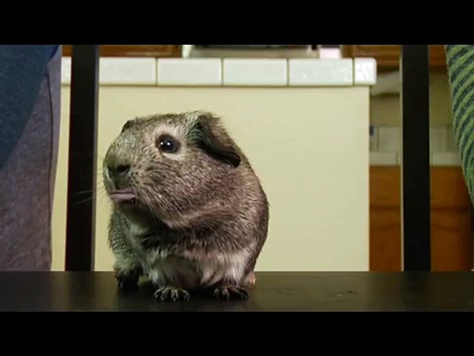 Charlie the drunk guinea pig VS the Annoying Orange Fanmade Trailer (Fake)