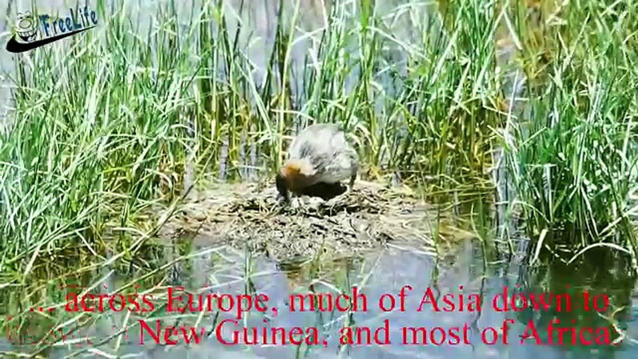 Bird feeding babies: The life of wild birds in freshwater lakes