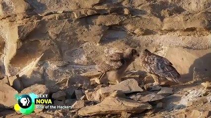 Wild North America National Geographic Documentary