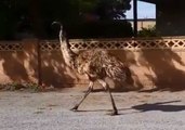 Thirsty Emus Invade Town to Escape New South Wales Drought