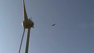 Bird killed by green energy