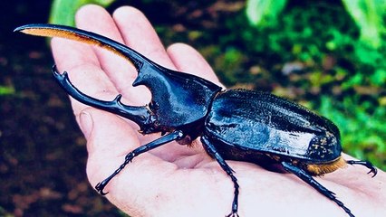 Extreme Bug - The Hercules Beetle