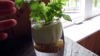 Cheap or Free Organic food! Grow food from scraps & seeds.