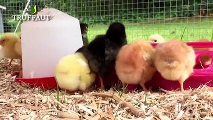 Comment élever des poussins ? Jardinerie Truffaut TV