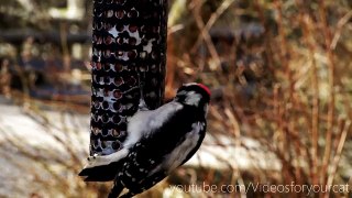 Videos for your Cat Woodpeckers, House Finches, & More
