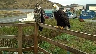 Mrs Eagle & A Juvenile Eagle On My Porch Today