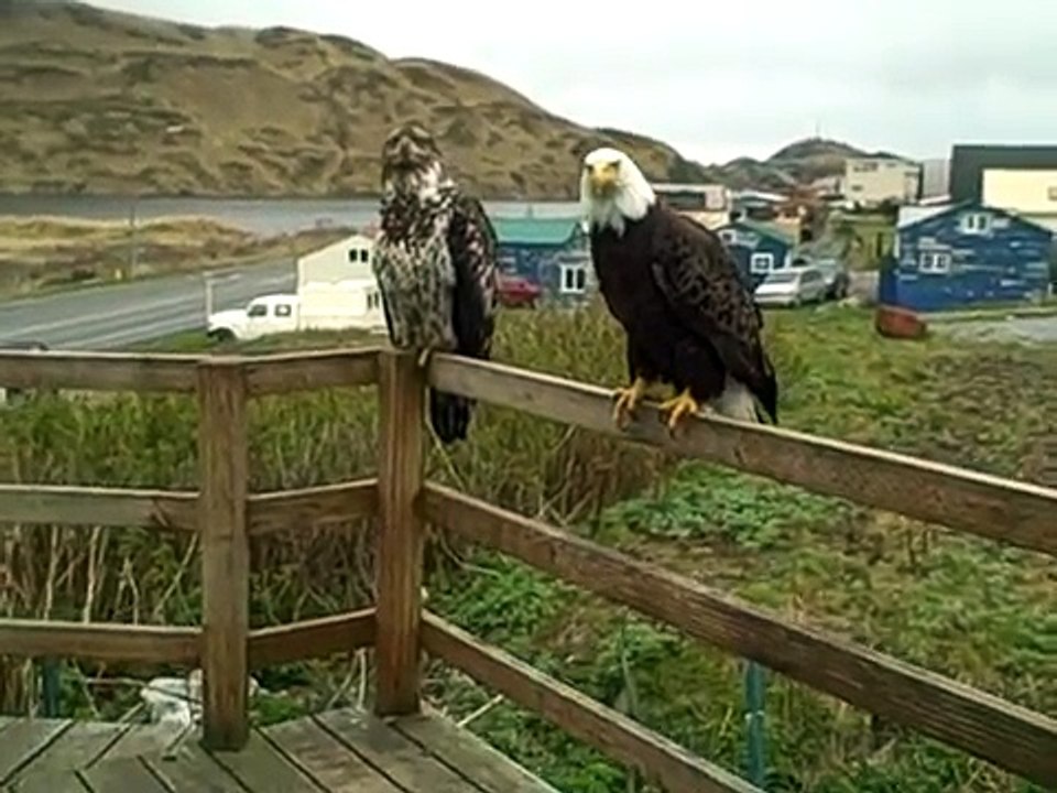 Mrs Eagle & A Juvenile Eagle On My Porch Today