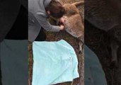 Passerby Rescues Kangaroo Joey From Deceased Mother's Pouch