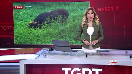 Kaçan Boğa Çay Tarlasına Daldı