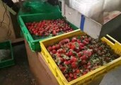 Strawberry Grower Shines Light on Waste 'Crisis' Amid Demand for Larger Berries