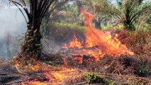 Residents and forest officials battle forest fire in Sumatra