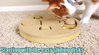 CAT CHALLENGED WITH DOG IQ PUZZLE