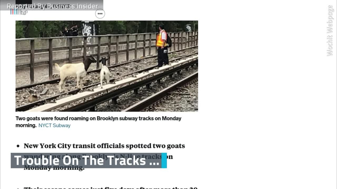 Brooklyn Subway Complicated By Goats
