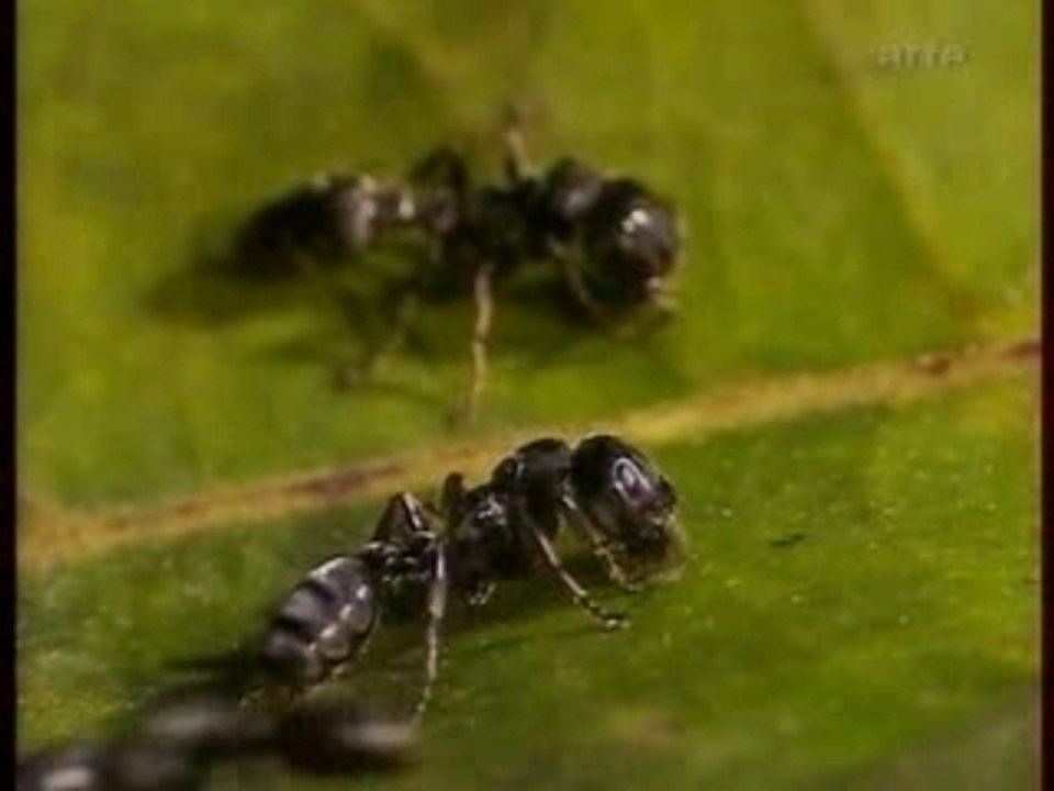 LE MONDE DES FOURMIS-1