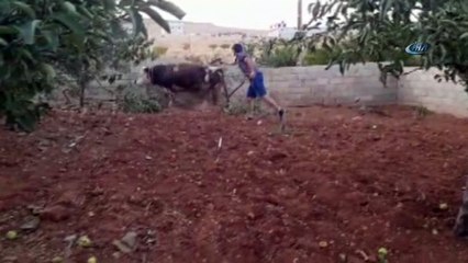 Kaçan kurbanlıklar ekipler tarafından etkisiz hale getirildi