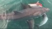 Un requin se fait voler le dauphin qu'il mangeait par un énorme requin blanc
