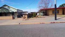 Thirsty Emus Invade Town to Escape New South Wales Drought