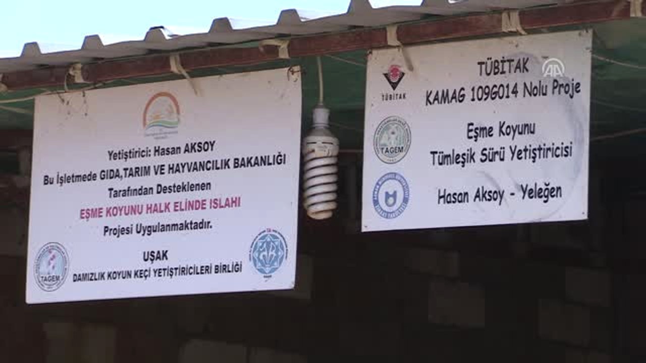 Et Açığı Tescilli Eşme Koyunuyla Azaltılacak - Uşak