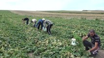 Mevsimlik Tarım İşçileri Bayramı Tarlada Geçiriyor
