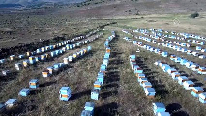 Muş balında rekolte beklentisi 3 bin 600 ton