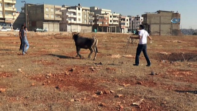 İpini koparan kurbanlık dana zor anlar yaşattı