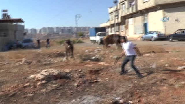 İpini Koparan Kurbanlık Dana Zor Anlar Yaşattı