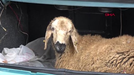 Sivas Sivas'ta Kurban Manzaraları