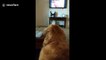 This is what happens when a golden retriever hears puppies crying on TV