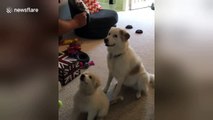Great Pyrenees places paw on little sister to help teach her how to sit