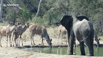 Grumpy elephant chases antelopes away from watering hole