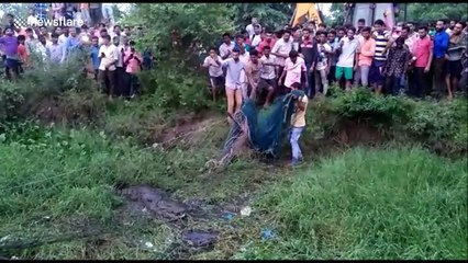 Village works together to remove giant crocodile from pond after pig attack