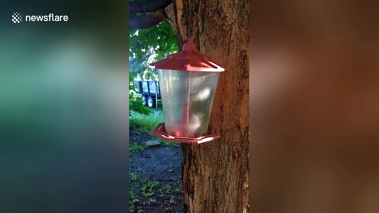 How did this squirrel end up inside a bird feeder?