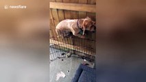 Guilty dog caught in the act of trying to escape