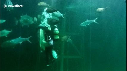Take your partner by the flipper: Diver dances with enormous turtle