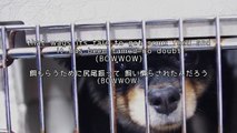 【英語で歌う】 欅坂46 『ガラスを割れ！』 歌詞付き カバー cover  JPOP  KeyakiZaka 46 - Garasu Wo Ware in English
