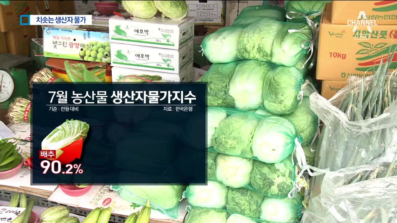 ‘금금치’ 된 시금치…46개월 만에 생산자물가 최고치