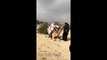 Arab Camel Ride Gone Wrong / Funny Video | The Daily Vlogs