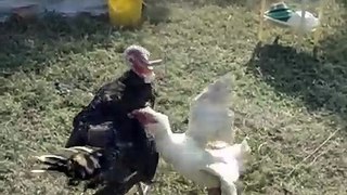 Ocampo (Turkey) and Ruto (Goose) Fighting it Out