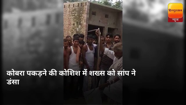 अमरोहा: होटल में निकला कोबरा, पकड़ने की कोशिश कर रहे युवक को डंसा