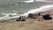 Aparece una ballena de 17 metros en una playa de Massachusetts