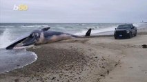 Giant, Dead Whale Washes Ashore on Massachusetts Beach