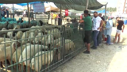Kurban Pazarındaki Nakliyecilerin Zorlu Mesaisi - Mersin