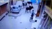 Ecrasé par 2 taureaux énervés dans la rue en Inde !