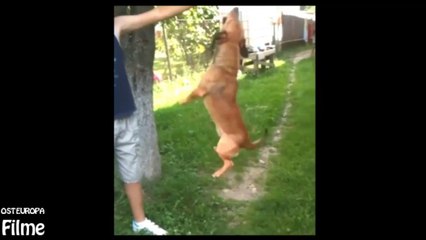 Little dog jumping high