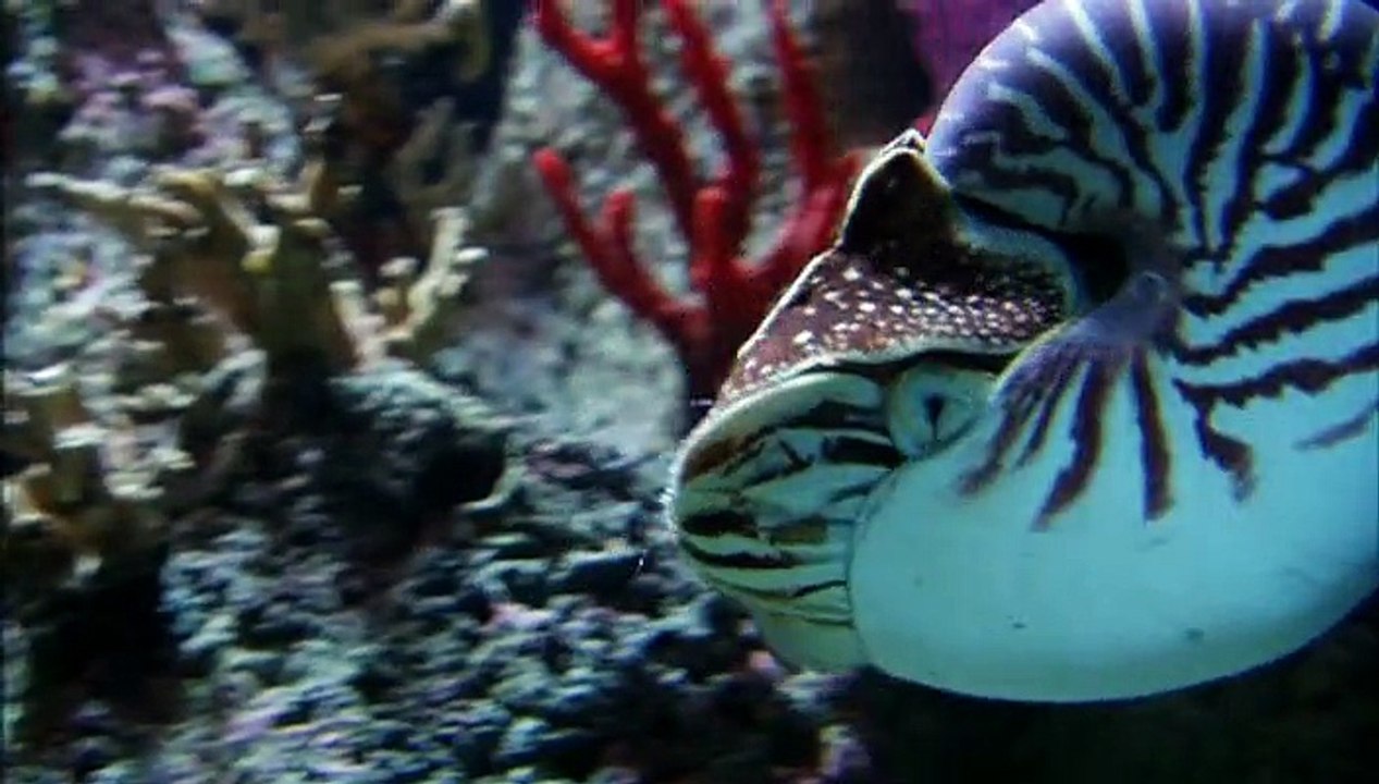 History Channel - Evolve - 11 Of 11 - Shape
