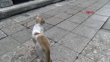 Zonguldak İşkence Edilen Sokak Kedisine Esnaf Sahip Çıktı